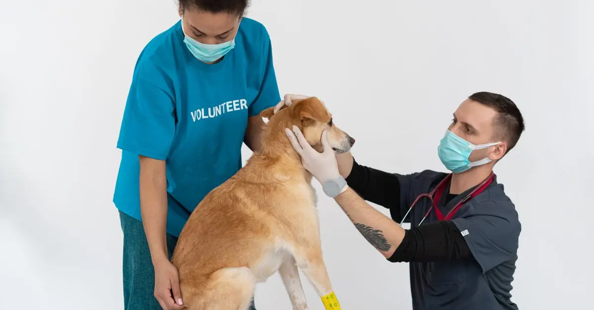 Pet Rehabilitation Centers: What to Expect
