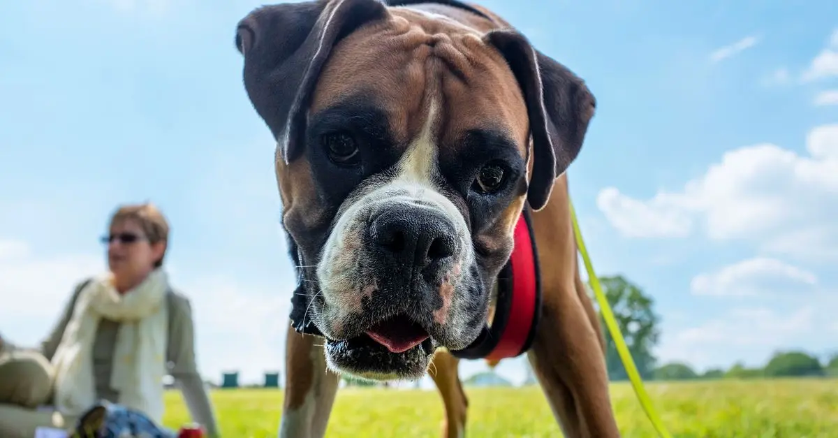 Building Connections in Your Pet-Friendly Network