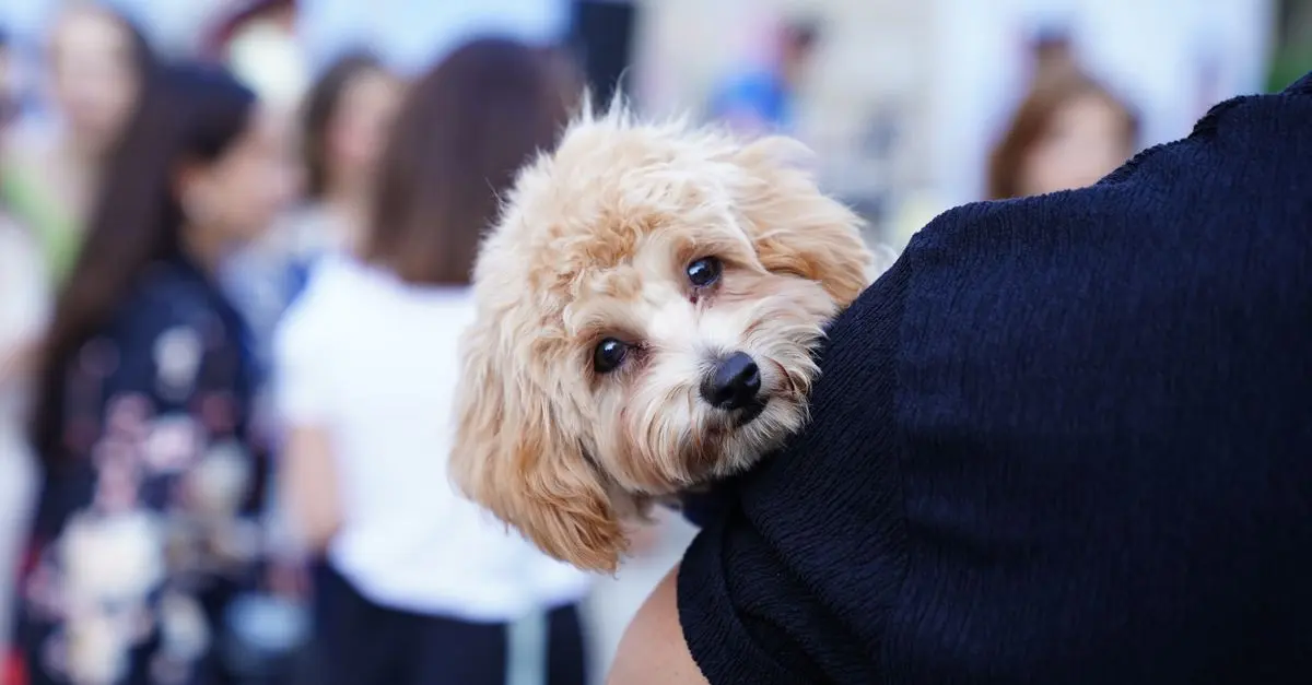 10 Tips for Creating an Inclusive Pet-Friendly Network