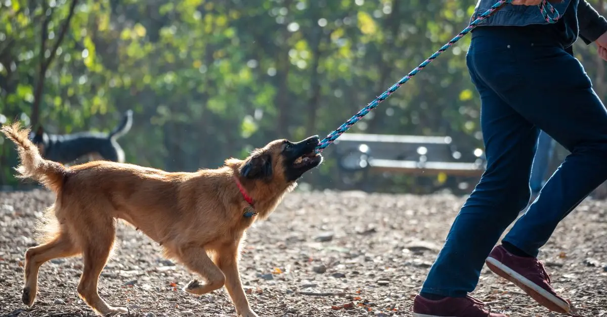 8 Tips for Organizing Pet-Friendly Community Events