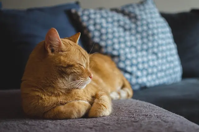 How to Foster Locally & Create a Pet-Friendly Network