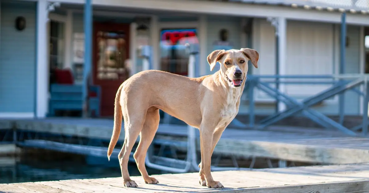 Essential Steps for Building a Strong Pet-Friendly Network