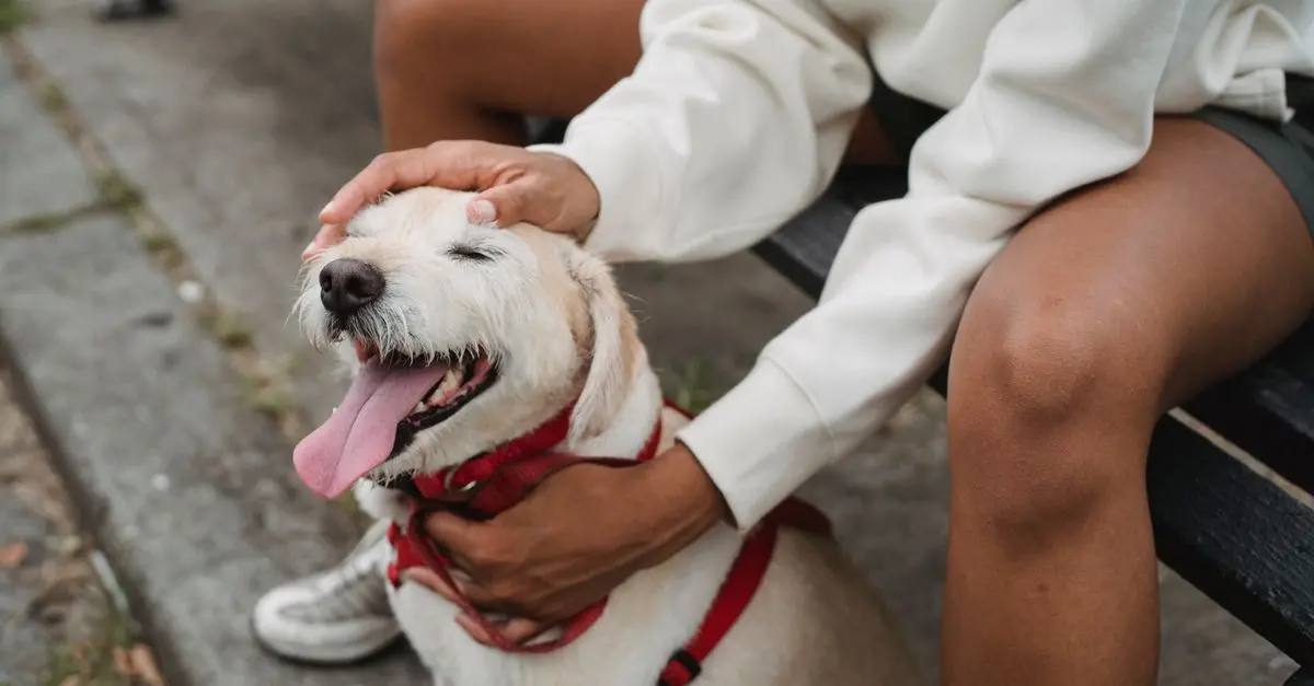 10 Benefits of Joining a Pet Friendly Network