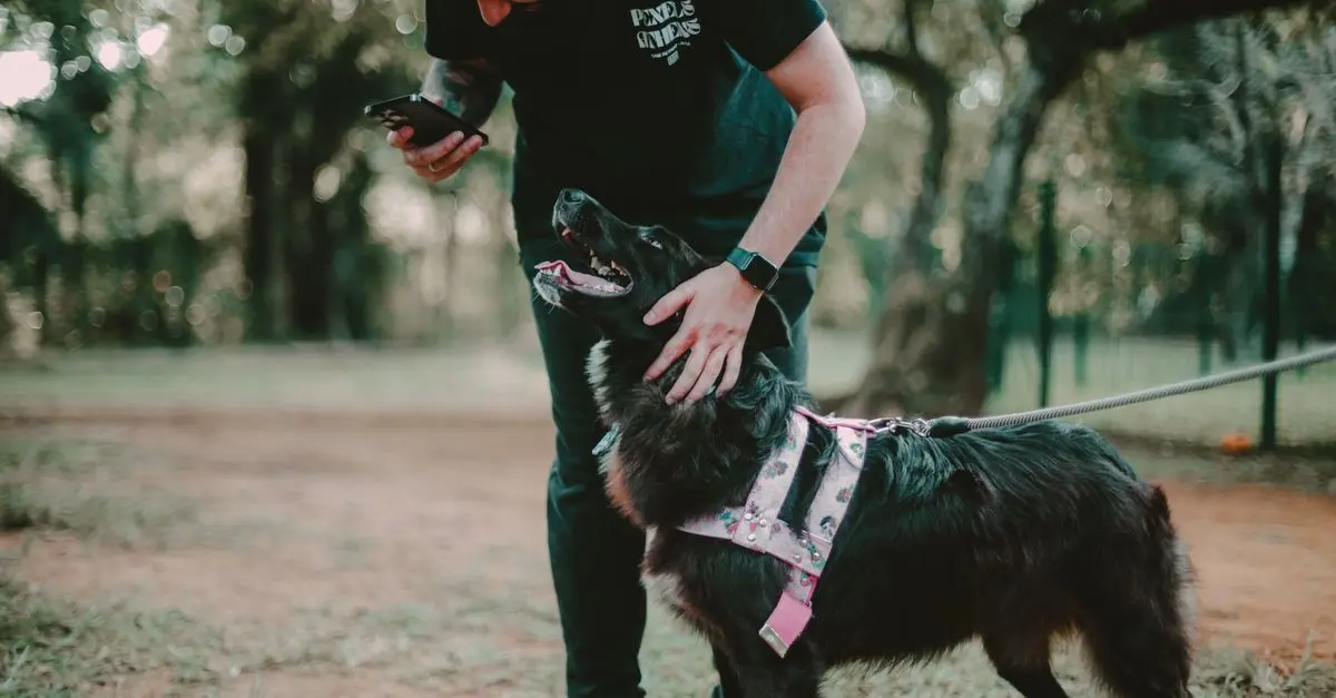 How to Effectively Engage Your Pet Friendly Network
