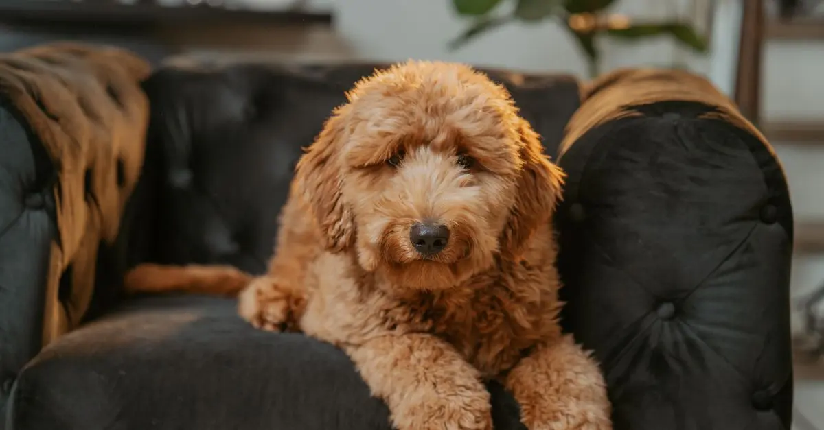 Pet-Friendly Home Design Ideas