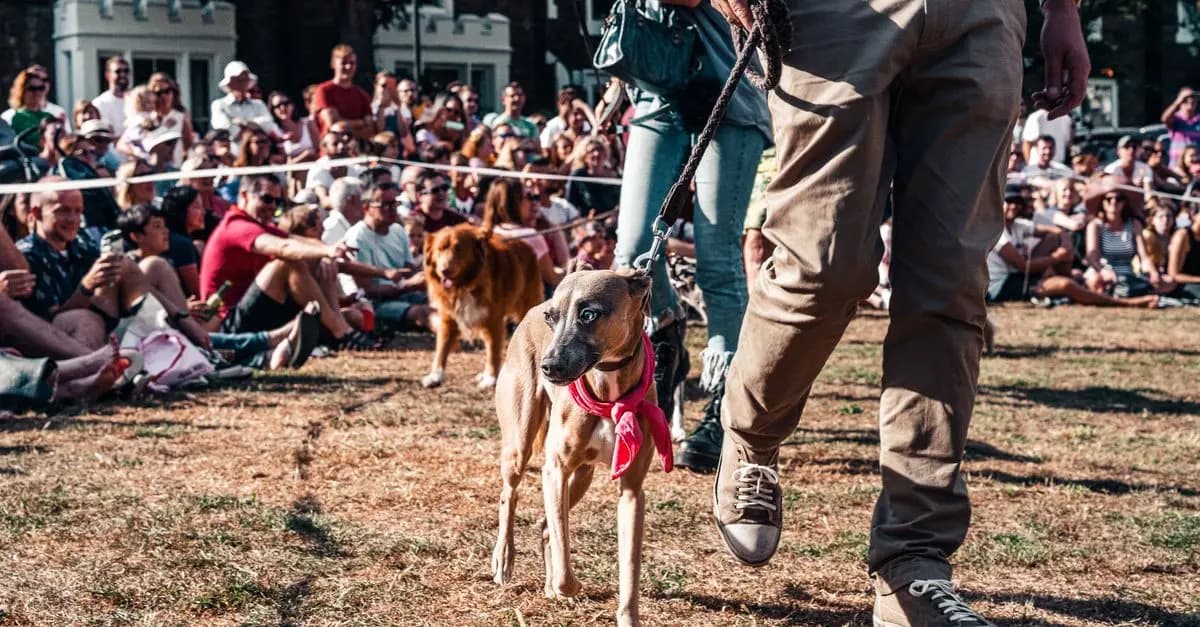 How to Enhance Community Engagement in Your Pet-Friendly Network