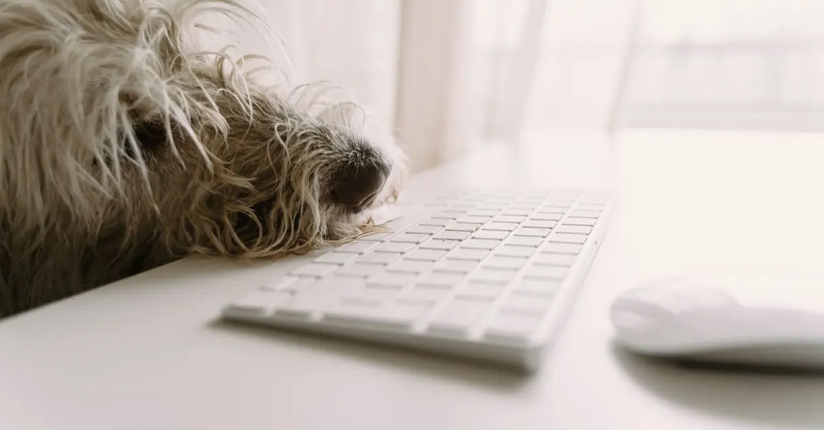How to Create a Pet-Friendly Workspace at Home