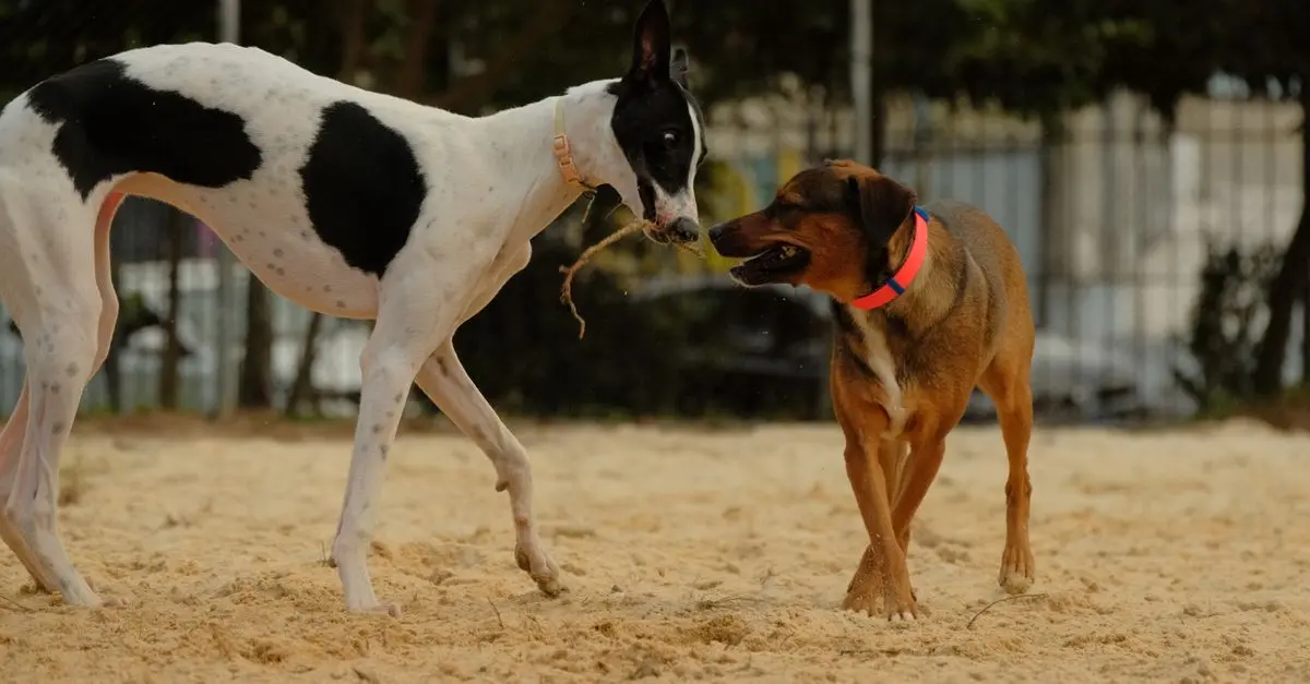 10 Tips for Strengthening Your Pet Friendly Network