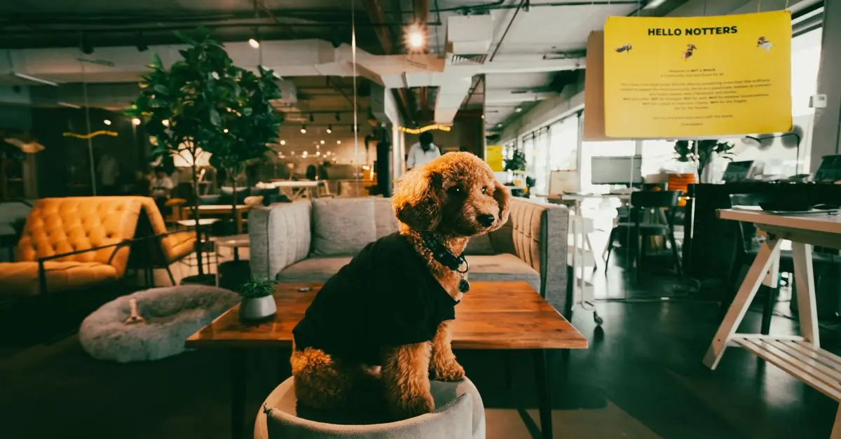 How to Build a Sustainable Pet-Friendly Network