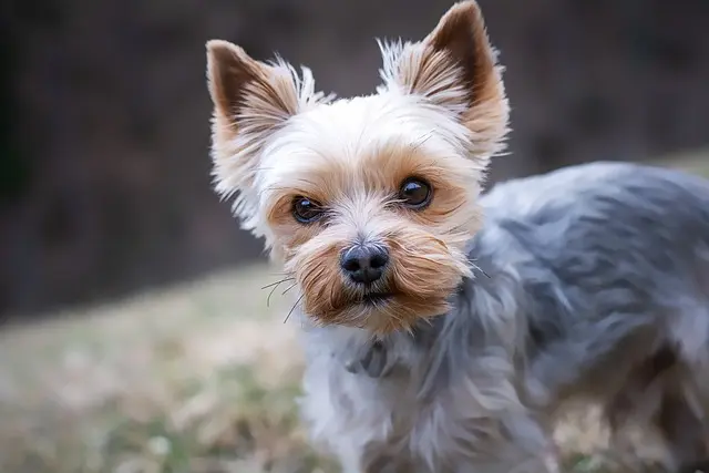 How to Plan a Successful Pet-Friendly Networking Event