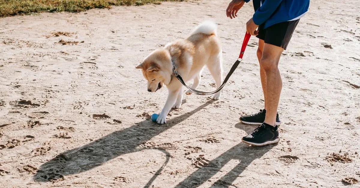 10 Tips for Building a Thriving Pet-Friendly Network