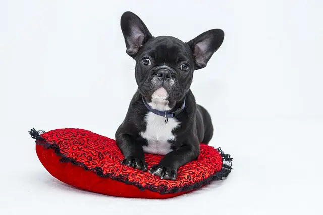 Tips for Creating a Vibrant Pet-Friendly Community Space