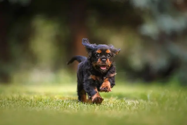 How to Organize Engaging Pet-Friendly Networking Events