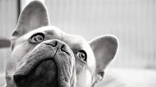 Games You Can Play with Your Pets