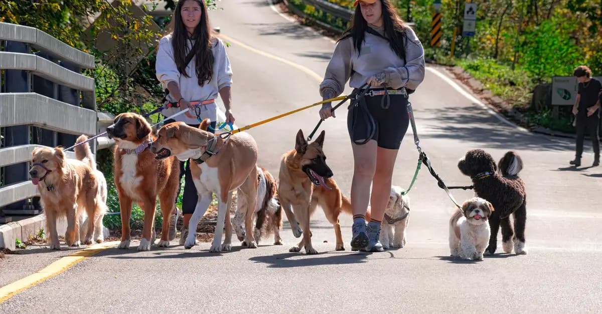 Pet Daycare: Choosing the Right Facility