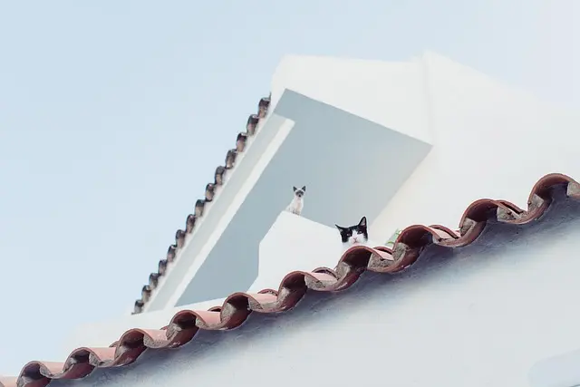 5 Essential Tips for Cultivating a Pet-Friendly Network