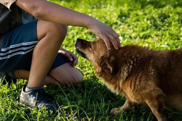 10 Essential Tips for Strengthening Your Pet Friendly Network