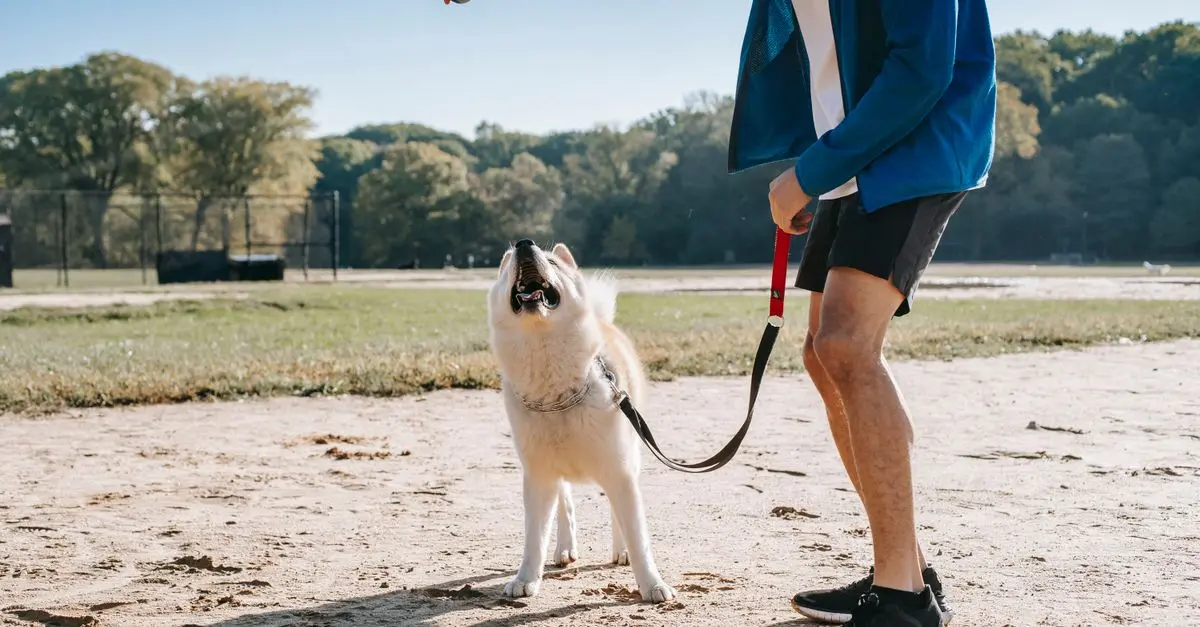 How to Organize Engaging Pet-Friendly Community Events