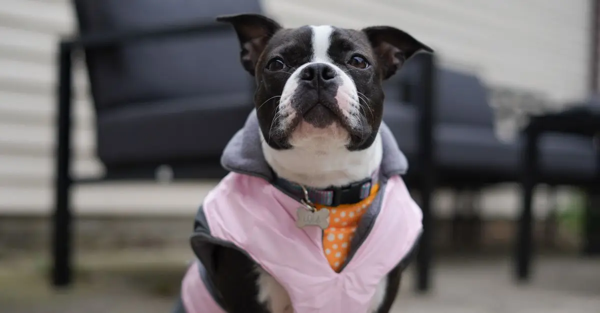 Pet Fashion Trends: What's In Style?