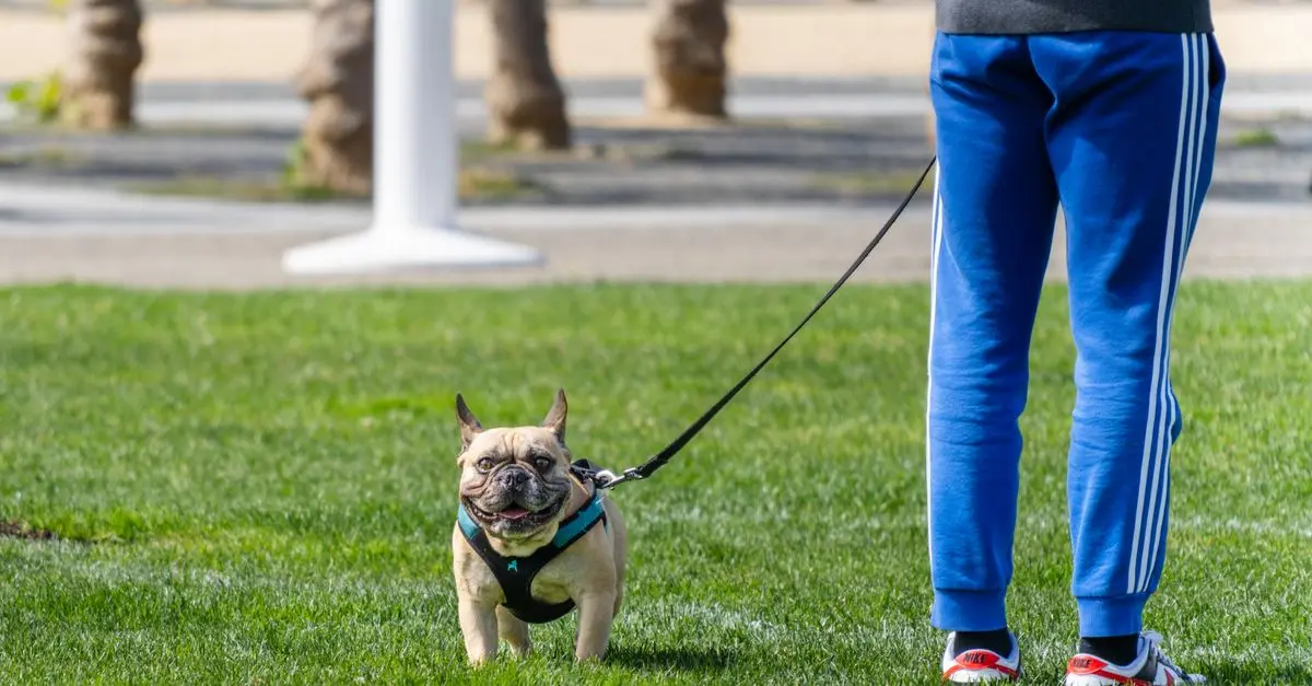 Top 5 Ways to Engage with Your Pet Friendly Network