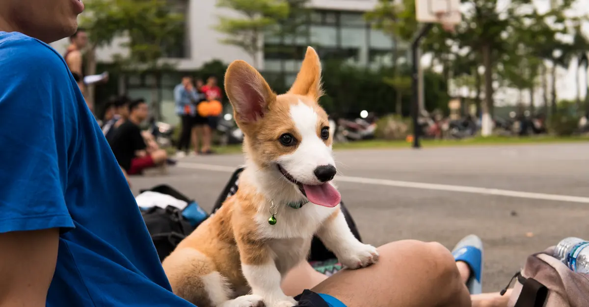 10 Effective Strategies for Engaging Your Pet-Friendly Network