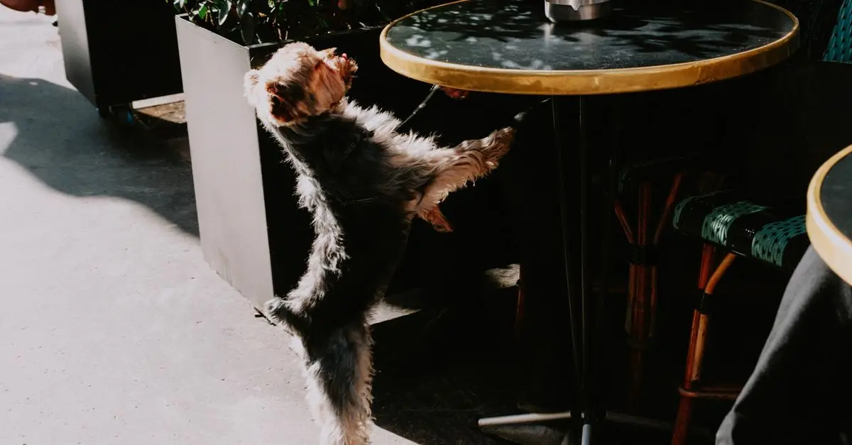 The Importance of Building a Pet-Friendly Network