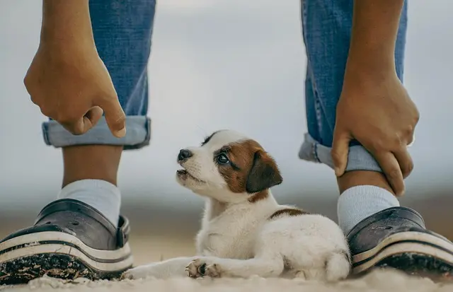 How toEnhance Your Pet-Friendly Network with Local Events