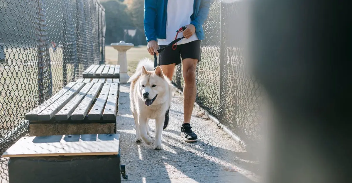 How to Create a Welcoming Pet-Friendly Community