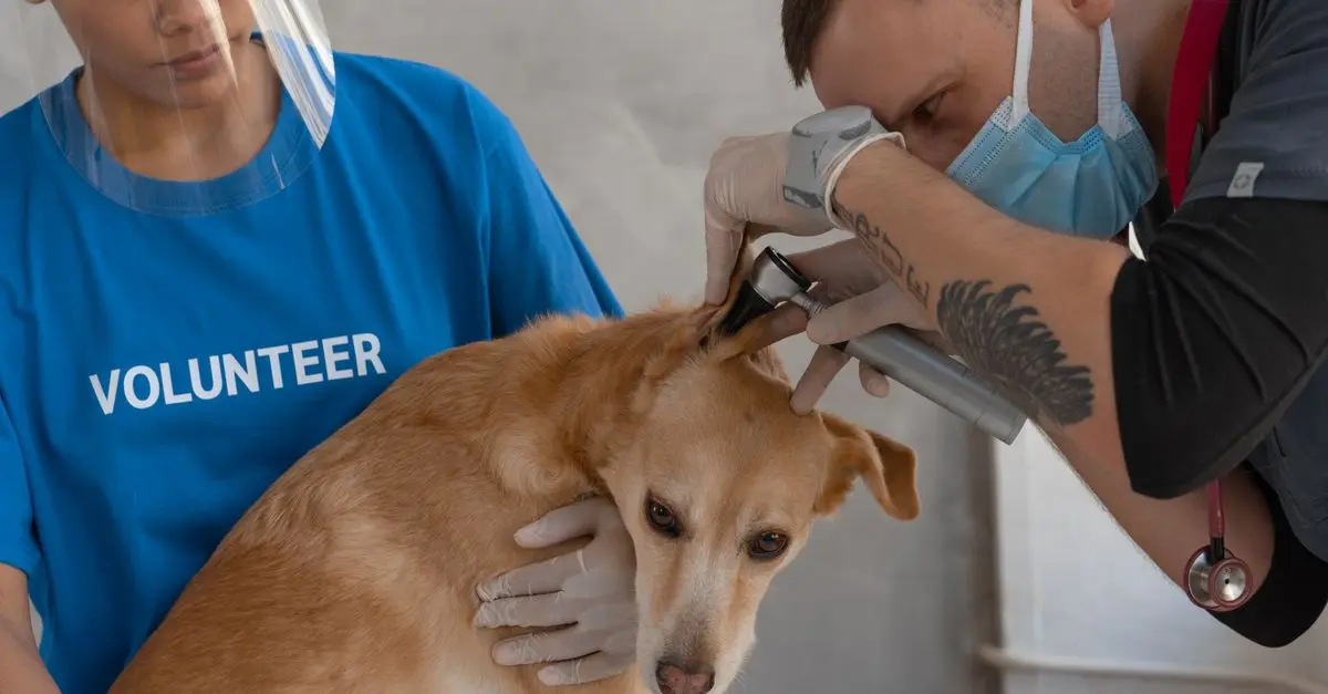 How to Create Effective Partnerships in Your Pet Friendly Network