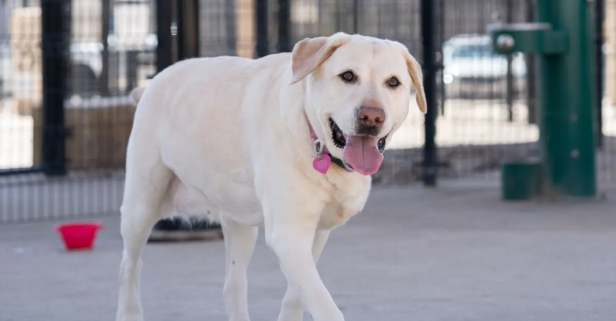 Essential Tips for Enhancing Your Pet Friendly Network