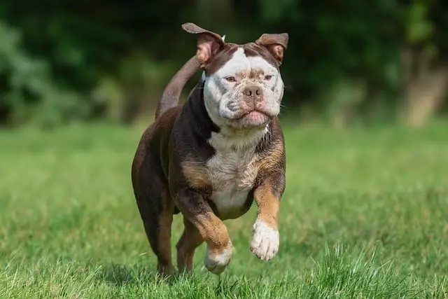 10 Creative Ideas to Engage Your Pet Friendly Network