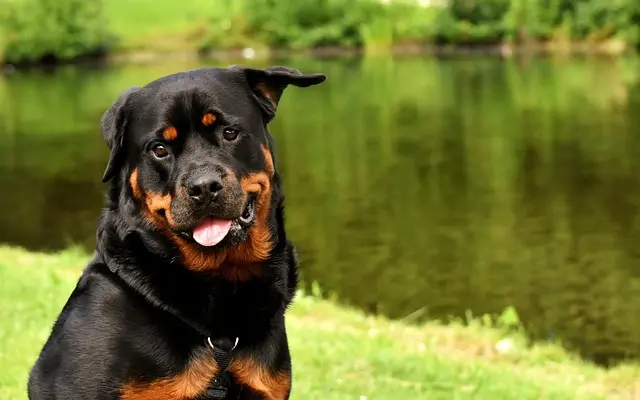 5 Essential Steps to Create a Pet-Friendly Environment