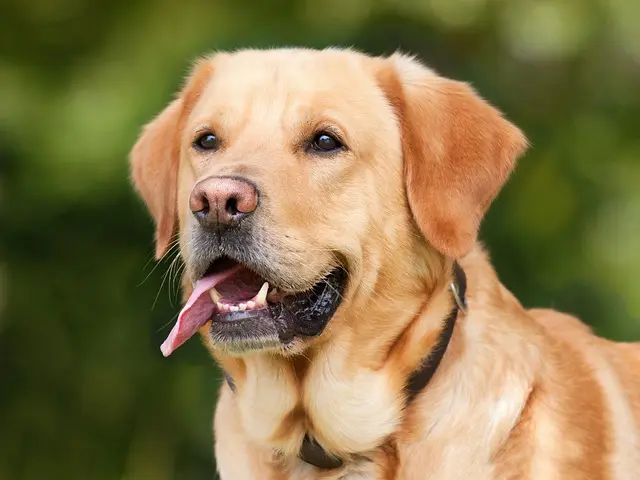 How to Create an Inclusive Pet-Friendly Network