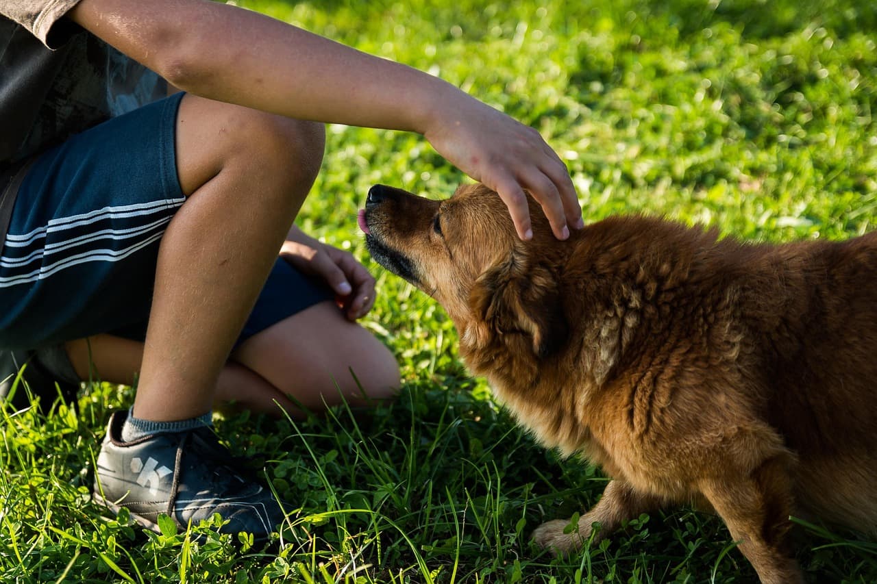 How to Build a Strong Pet-Friendly Network in Your Community