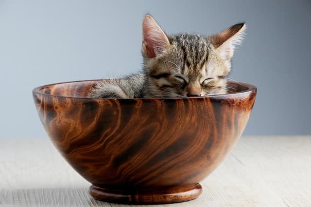 10 Tips for Creating an Inclusive Pet-Friendly Community Network