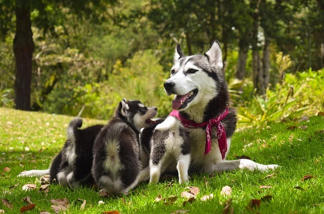 10 Essential Tips for Creating a Pet-Friendly Community