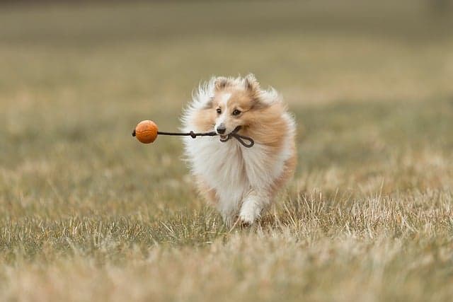 5 Ways to Create an Engaging Pet-Friendly Community Event