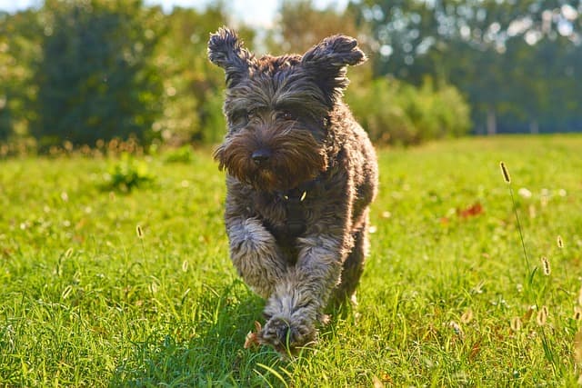 How to Effectively Engage Your Pet-Friendly Network