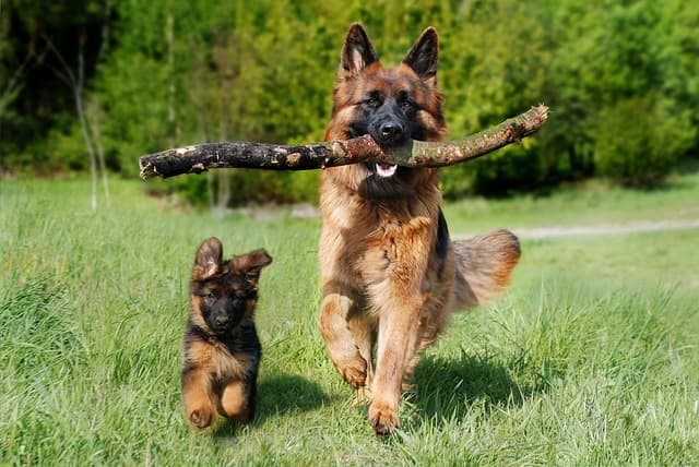 5 Essential Steps to Create a Pet-Friendly Environment