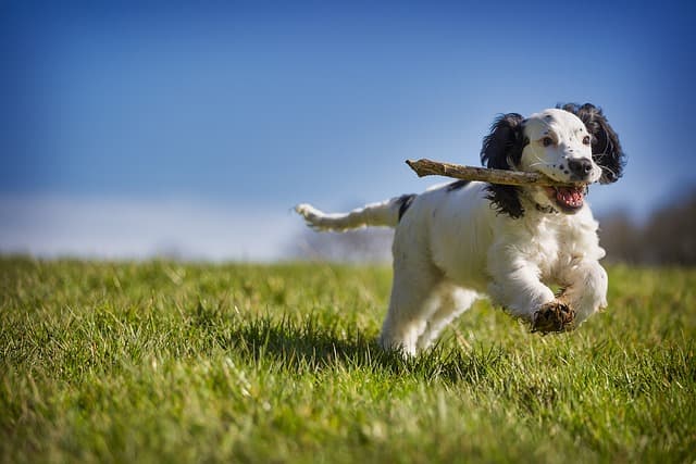 Creating Inclusive Events for Your Pet-Friendly Network