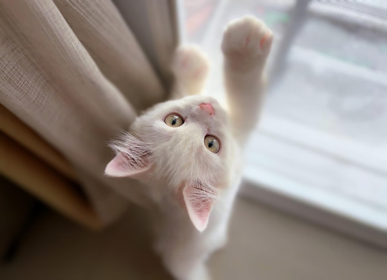 5 Steps to Cultivate a Thriving Pet Friendly Network