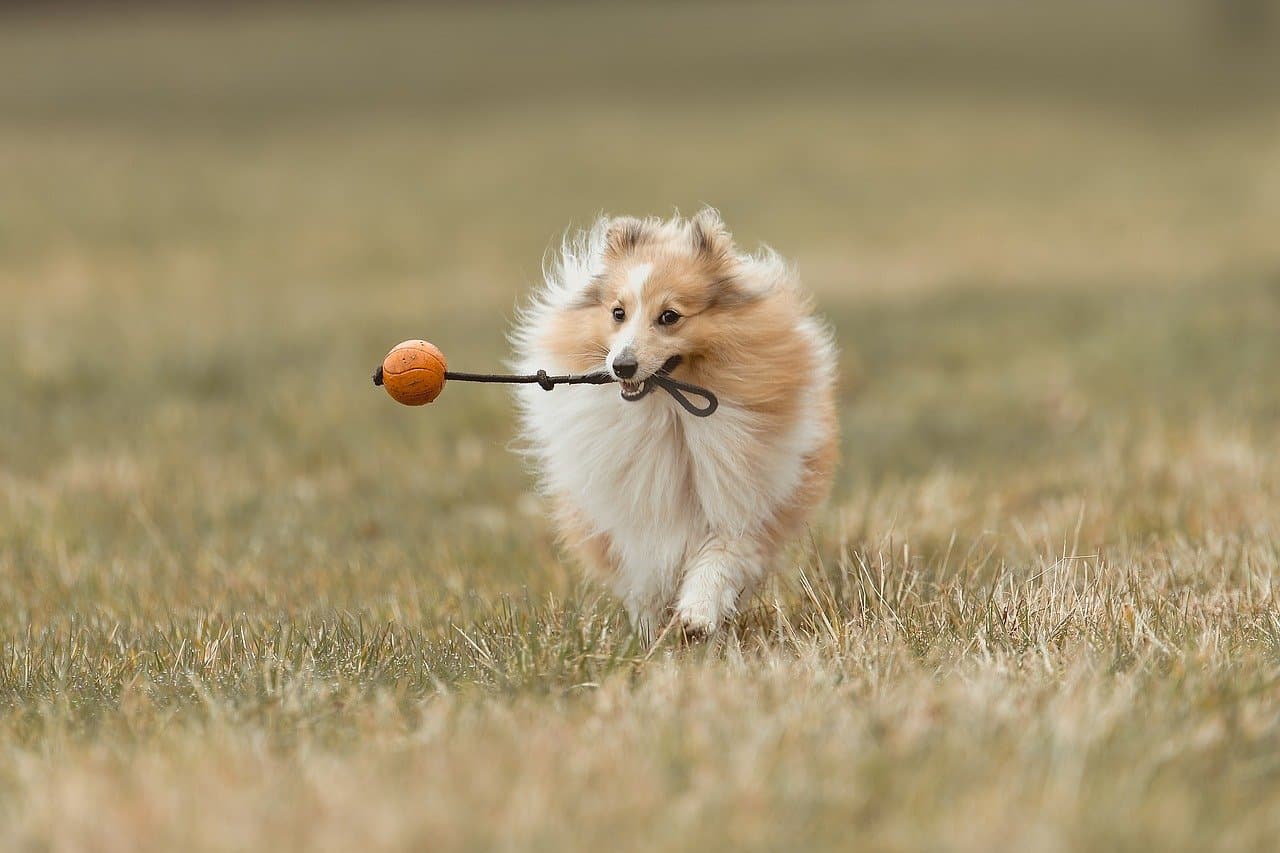 How to Create Engaging Pet-Friendly Events in Your Community