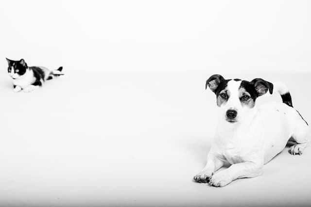 How to Cultivate Meaningful Connections in Your Pet-Friendly Network