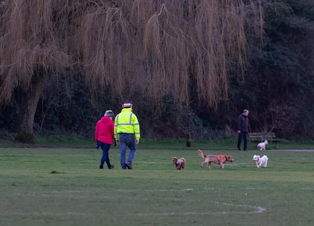 Top 5 Strategies for Creating a Pet-Friendly Community Network